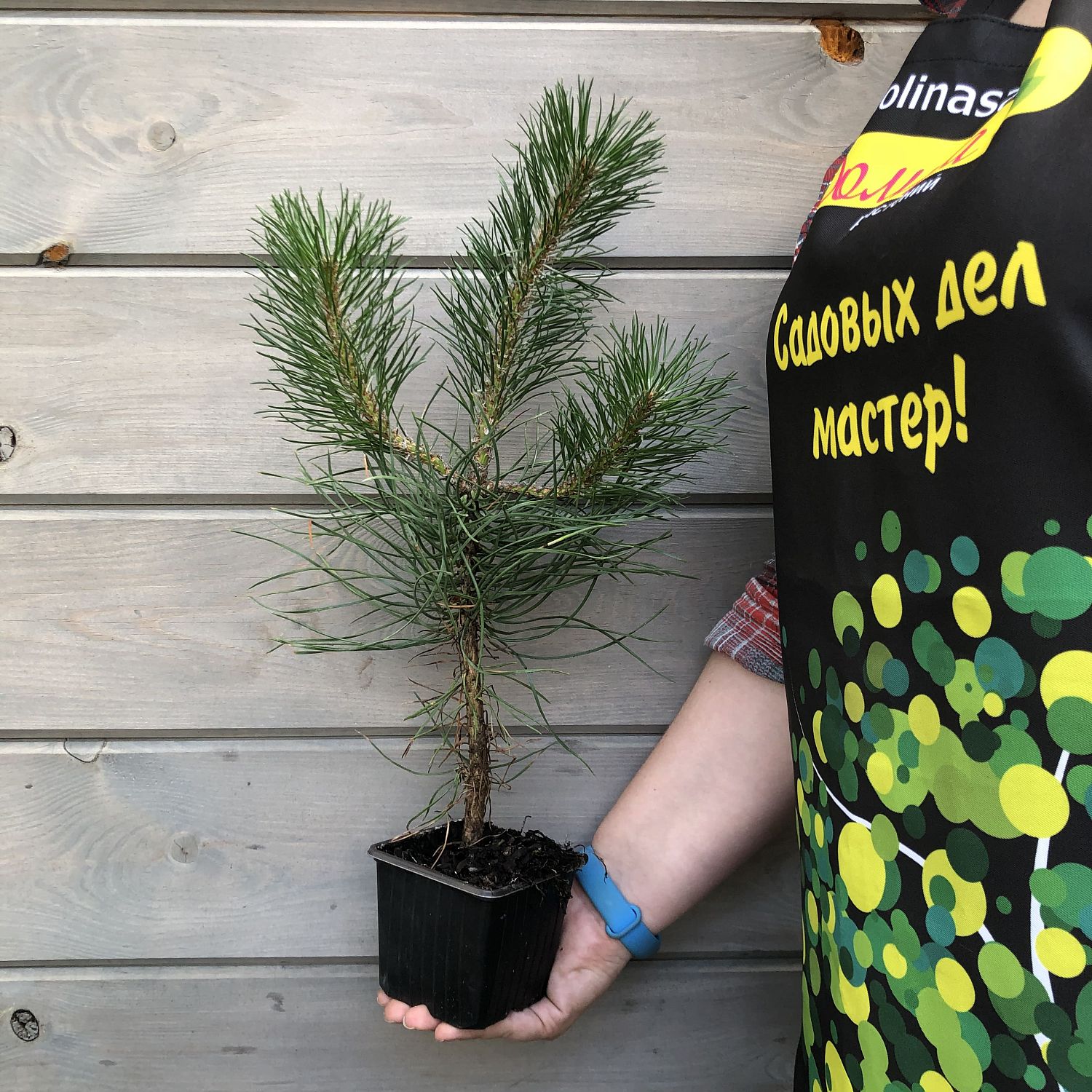 Сосна черная, С3 - Dolina-Sad.Ru