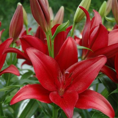 Лилия Динамикс Лилия Динамикс - Dolina-Sad.Ru