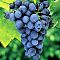 Виноград Оксамит Виноград Оксамит фото