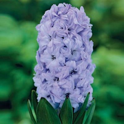 Гиацинт Генерал Колер Гиацинт Генерал Колер фото