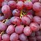 Виноград Велес Виноград Велес - Dolina-Sad.Ru
