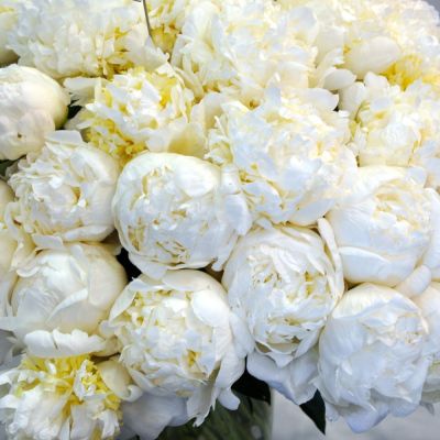 Пион Брайдал Шауэр Пион Брайдал Шауэр - Dolina-Sad.Ru