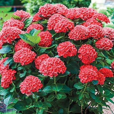 Гортензия крупнолистная Хот Ред - Dolina-Sad.Ru