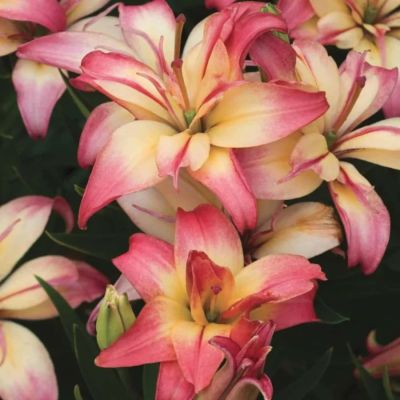 Лилия Дабл Трабл Лилия Дабл Трабл - Dolina-Sad.Ru