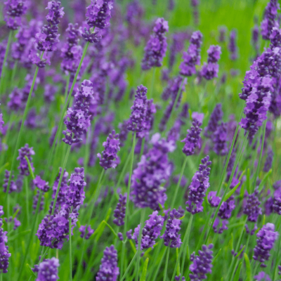 Лаванда гибридная Феноменал фото