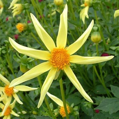 Георгина Хонка - Dolina-Sad.Ru