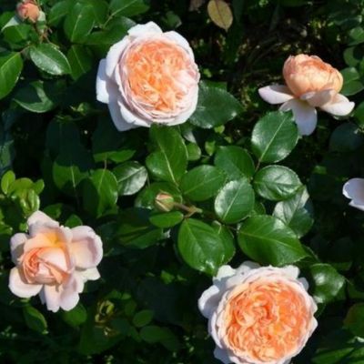 Роза Жаде Роза Жаде - Dolina-Sad.Ru