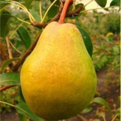 Груша Просто Мария/Осенняя Груша Просто Мария/Осенняя фото
