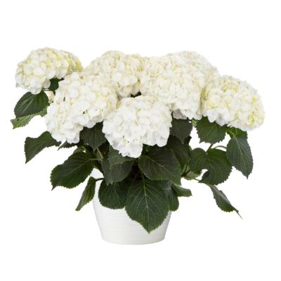 Гортензия крупнолистная Хай Уайт Сан Гортензия крупнолистная Хай Уайт Сан - Dolina-Sad.Ru