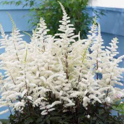 Астильба Арендса Клоуз Хармони Астильба Арендса Клоуз Хармони - Dolina-Sad.Ru