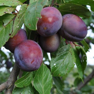 Слива Президент Слива Президент - Dolina-Sad.Ru