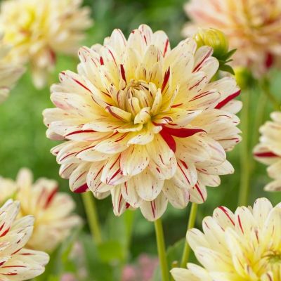 Георгина Крем Сайленс Георгина Крем Сайленс - Dolina-Sad.Ru