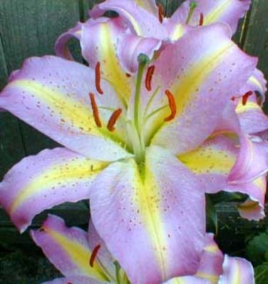 Лилия Том Пус Лилия Том Пус фото