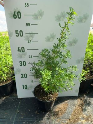 Лапчатка кустарниковая, С3 - Dolina-Sad.Ru