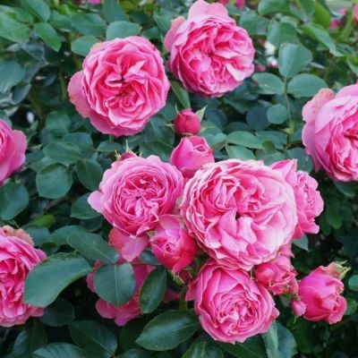 Роза штамбовая Леонардо - Dolina-Sad.Ru