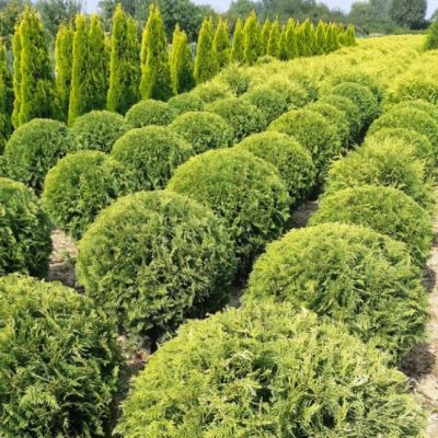 Туя Западная Голден Глобе Туя Западная Голден Глобе фото