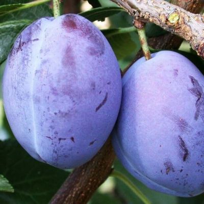 Слива Президент Слива Президент - Dolina-Sad.Ru