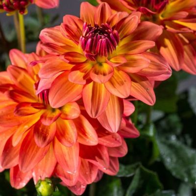 Георгина Гэллери Матисс Георгина Гэллери Матисс фото