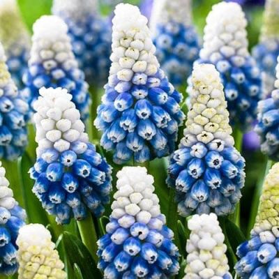 Мускари Маунтайн Леди Мускари Маунтайн Леди фото