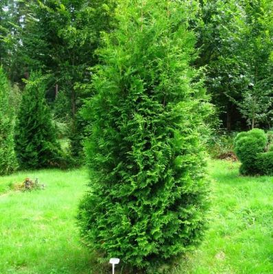 Туя западная Брабант Туя западная Брабант фото