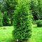 Туя западная Брабант Туя западная Брабант фото