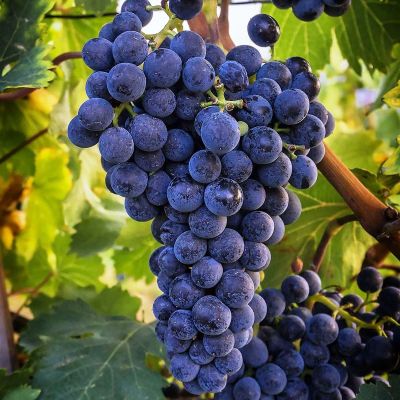 Виноград Северный плечистик Виноград Северный плечистик фото