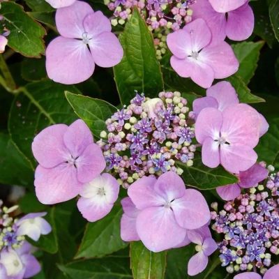 Гортензия Мариеси Перфекта, С2 - Dolina-Sad.Ru