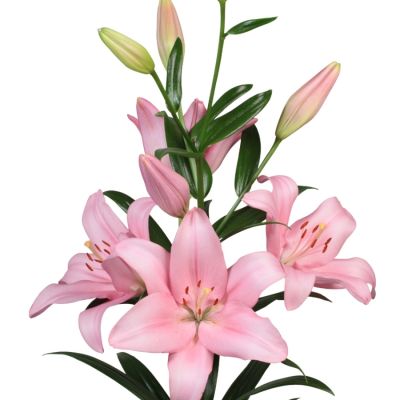 Лилия Пачано Лилия Пачано - Dolina-Sad.Ru