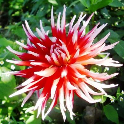 Георгина Фриколлет Георгина Фриколлет фото