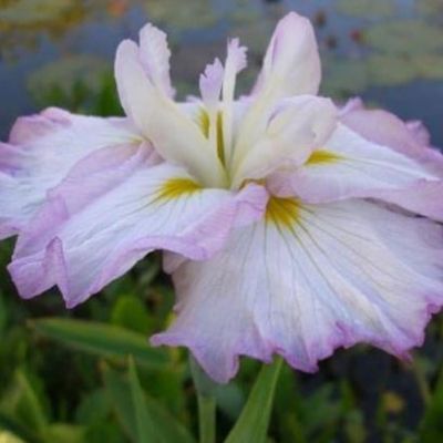 Ирис Леди ин Вейтин - Dolina-Sad.Ru