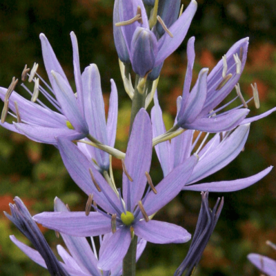 Камассия Квамаш Камассия Квамаш фото