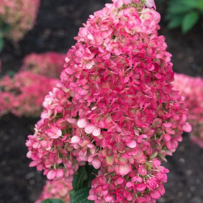 Гортензия метельчатая Стробери Блоссом, С5 - Dolina-Sad.Ru