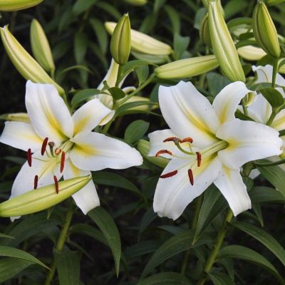 Лилия Кокосса Лилия Кокосса фото