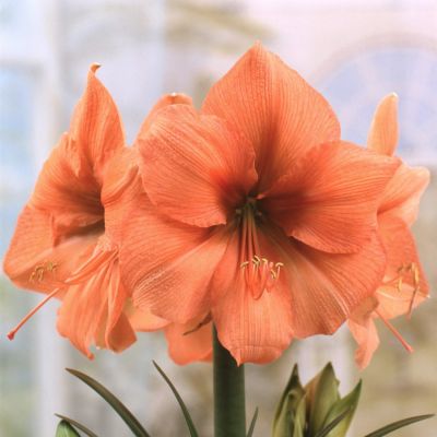 Амариллис Рилона - Dolina-Sad.Ru