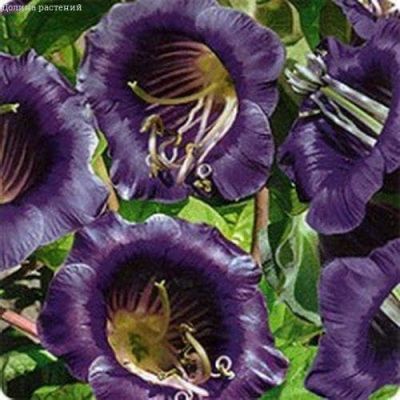 Кобея Лазающая Каландо Кобея Лазающая Каландо фото