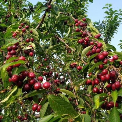 Черешня Колоновидная фото