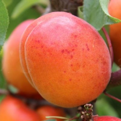 Абрикос Венгерский Абрикос Венгерский - Dolina-Sad.Ru