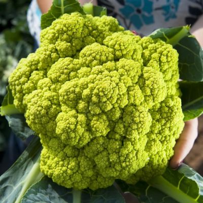 Капуста цветная Универсал Капуста цветная Универсал фото