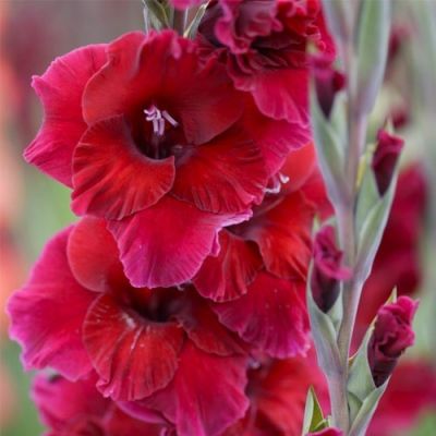 Гладиолус Плум Тарт Гладиолус Плум Тарт фото