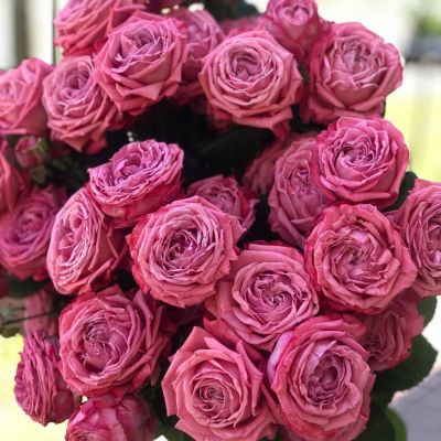 Роза Артезия Роза Артезия - Dolina-Sad.Ru