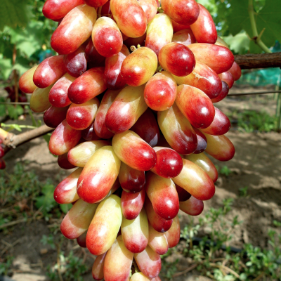 Виноград Маникюр Фингер Виноград Маникюр Фингер - Dolina-Sad.Ru