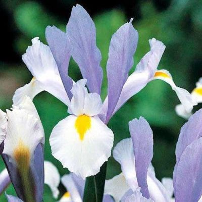 Ирис Сюрприз Ирис Сюрприз фото