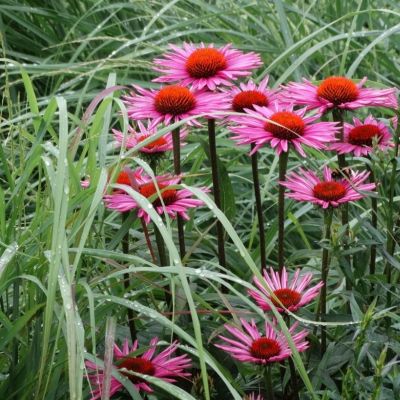 Эхинацея пурпурная Пика Белла - Dolina-Sad.Ru