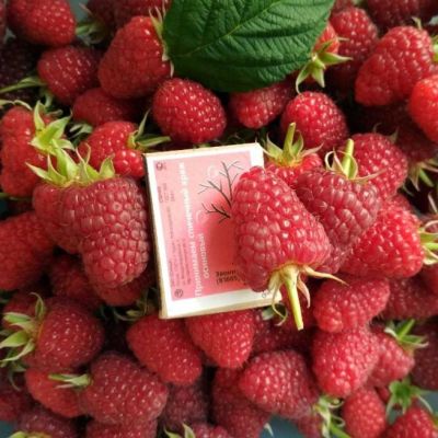 Малина Полька/Ремонтантная Малина Полька/Ремонтантная фото