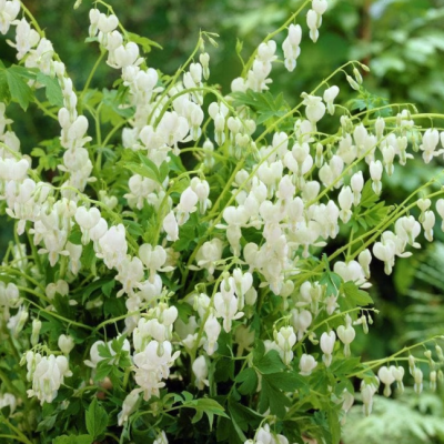 Дицентра Спектабилис Альба Дицентра Спектабилис Альба фото