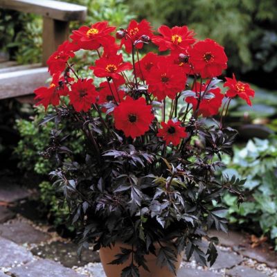 Георгина Бишоп оф Ландафф Георгина Бишоп оф Ландафф - Dolina-Sad.Ru