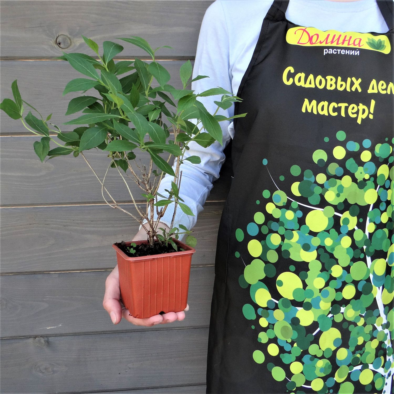 Вейгела Минуэт Вейгела Минуэт фото