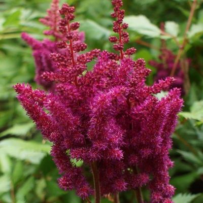 Астильба Майти Ред Куин Астильба Майти Ред Куин - Dolina-Sad.Ru