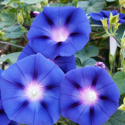 Ипомея Пикоти голубая фото
