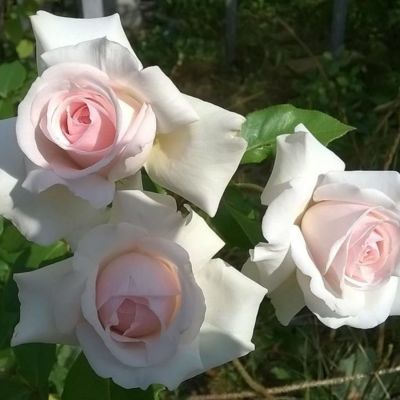 Роза штамбовая Шванензе Роза штамбовая Шванензе - Dolina-Sad.Ru